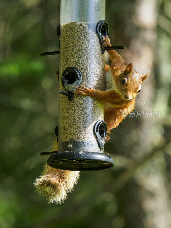 红松鼠(Sciurus vulgaris)在喂食器上，苏格兰